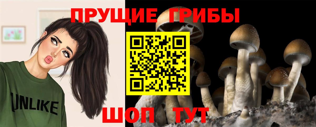 Оренбург  Псилоцибиновые грибы Psilocybine cubensis  Вход с VPN 